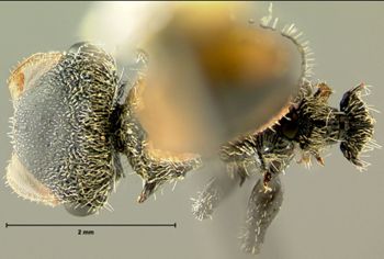Media type: image; Entomology 21089   Aspect: habitus dorsal view